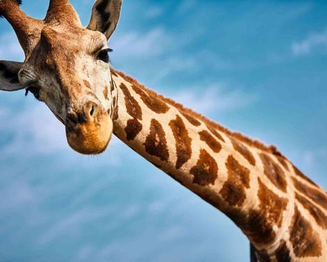 Zoo Safaripark & Erlebnisresort Stukenbrock