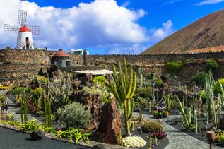 Kaktusgarten Jardín de Cactus auf Lanzarote mit vielfältigen Kakteenarten in Vulkanlandschaft, steinernen Terrassen und historischer Windmühle unter blauem Himmel