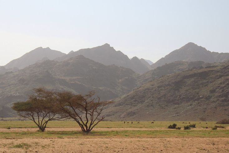Weite Savannenlandschaft mit Akazienbäumen und Bergen im Hintergrund im Gebel-Elba-Nationalpark