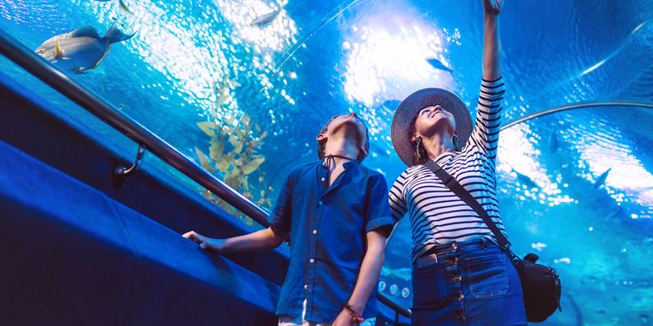 Besucher in einem Aquarium-Tunnel schauen nach oben zu schwimmenden Fischen, blaues Wasser über ihnen