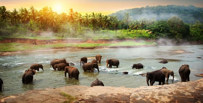 Elefanten baden und trinken in einem Fluss vor einer tropischen Waldlandschaft bei Sonnenaufgang