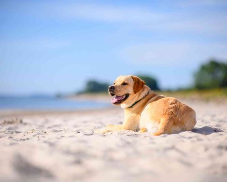 Ostsee Resort Damp - Ostseehotel Midgard