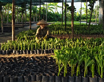 Gartenarbeiter im Alma Resort Cam Ranh, Vietnam, sitzt zwischen Reihen von grünen Pflanzen in schwarzen Töpfen. Im Hintergrund sind weitere Pflanzen und Bäume sichtbar.