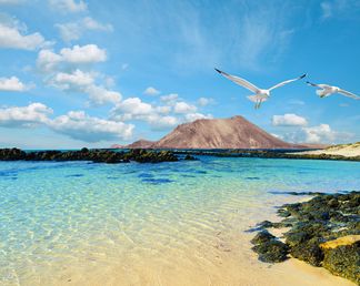 Klarer Strand auf Fuerteventura mit türkisfarbenem Wasser, dunklen Lavagesteinen, einer markanten Vulkanlandschaft und zwei fliegenden Möwen