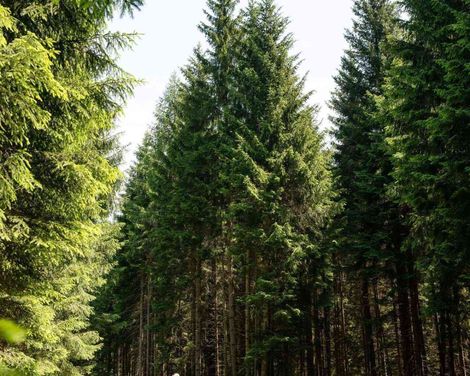 Tevini Dolomites Charming Hotel