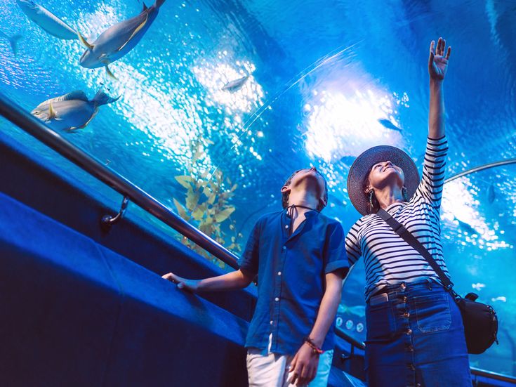 Besucher betrachten Fische und Meerestiere in einem großen Unterwasser-Tunnel-Aquarium